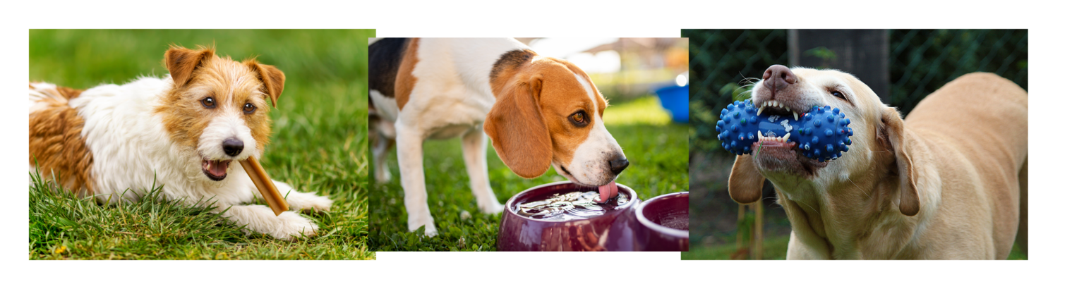 View of How to Keep Your Pet’s Teeth Healthy: A Complete Guide – Doggie Cakes